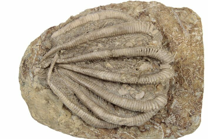 Crinoid (Agaricocrinus) Fossil - Crawfordsville, Indiana #188676